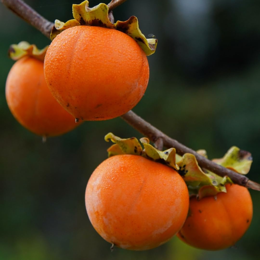 Potted Persimmon Tree Live Plant 1 Year Old Seedling, 8–12 Inches Tall in Quart Pot, Hardy Fruit Tree for Outdoor Spring Planting