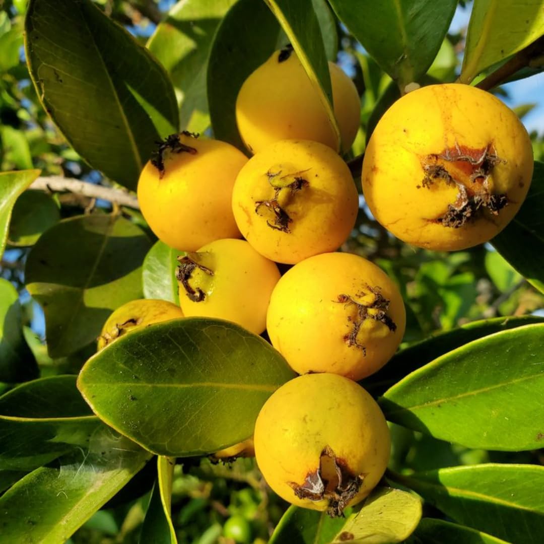 2 Rare Small Leaf Guava Trees Live Plants for Outdoor Planting, 4 to 6" Starter Plant, Fragrant and Sweet Guava, Can Train As Bonsai