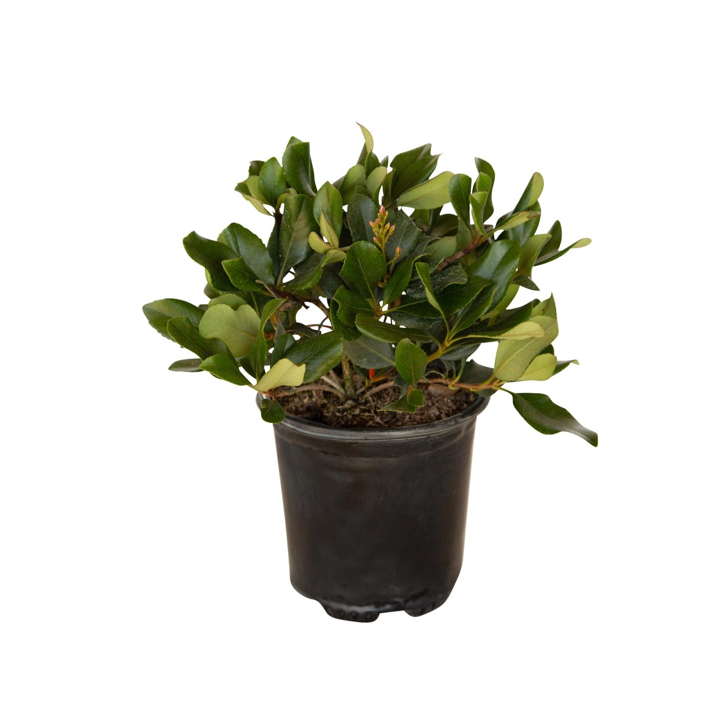 Eleanor Taber Indian Hawthorn (2.5 Quart) Pink Blooming Evergreen Bushes- Full Sun Live Outdoor Plant