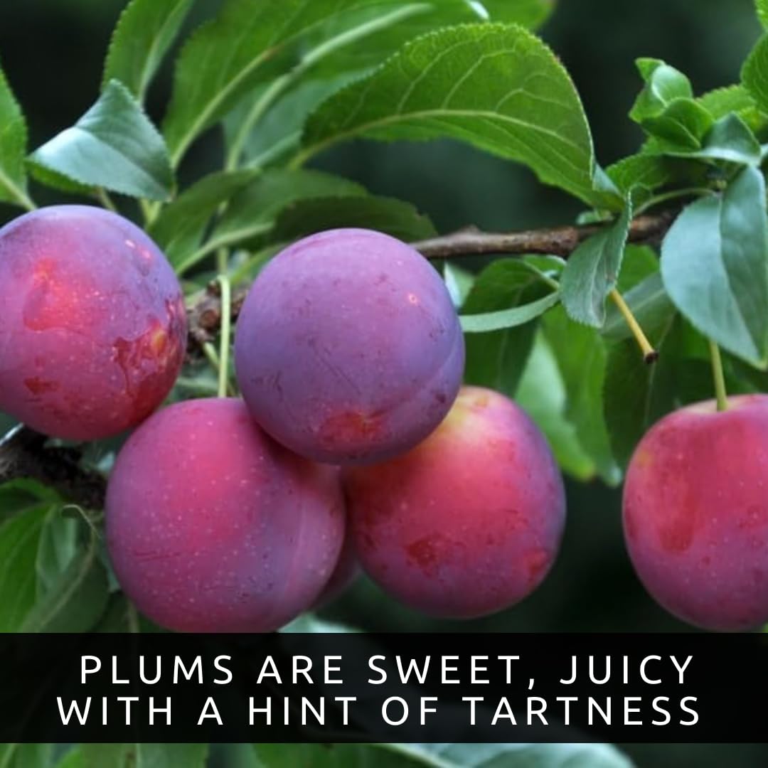 2 Sweet American Plum Tree Seedlings for Planting – Well-Rooted 1-Year-Old Trees (2), Easy-to-Grow Fruit Trees for Home Gardens, Backyard Orchards, and Fresh Plum Harvests