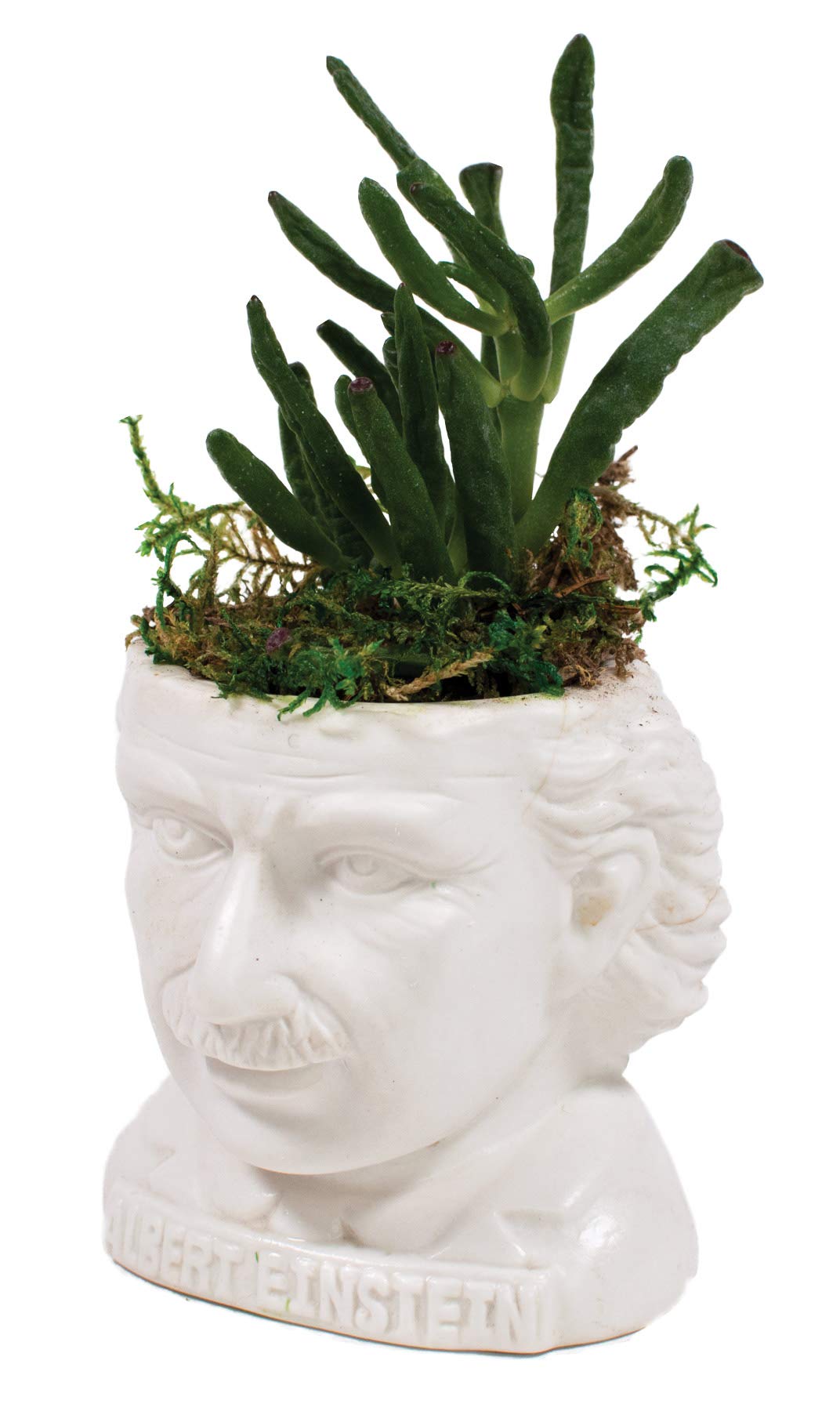 The Unemployed Philosophers Guild Albert Einstein Bust Ceramic Planter