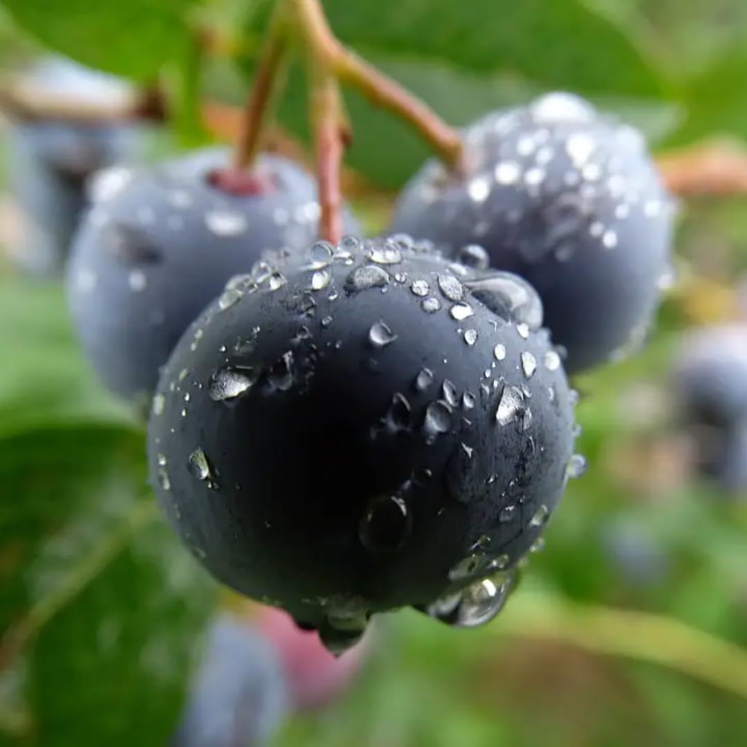 2 Black Huckleberry Trees Live Plants, Starter 4-6 Inc Tall in 4 Inc Pot, Well Rooted, Dormant, Huckleberries Blueberry Like, Sweet