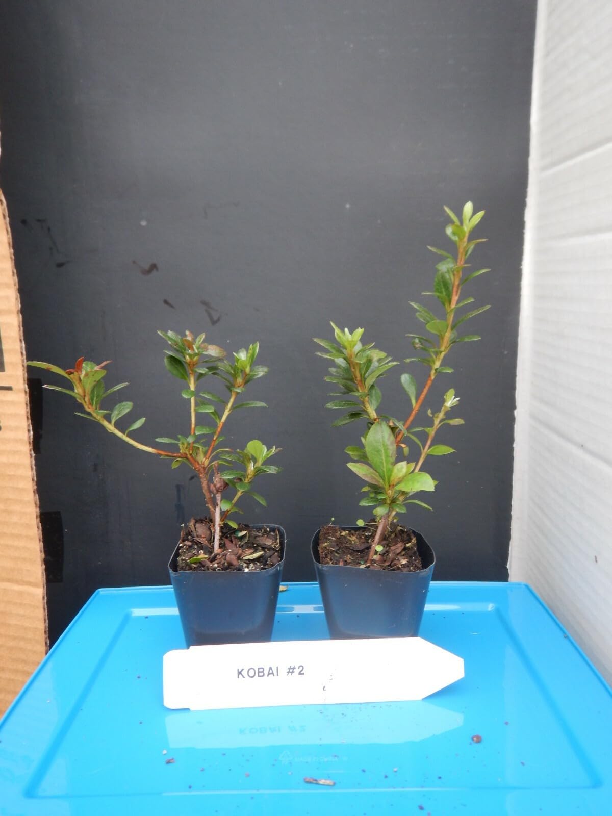 Live Plant - KOBAI 2 Azalea Rhododendron Deciduous Starter Plant Stunning BI-Color Blooms