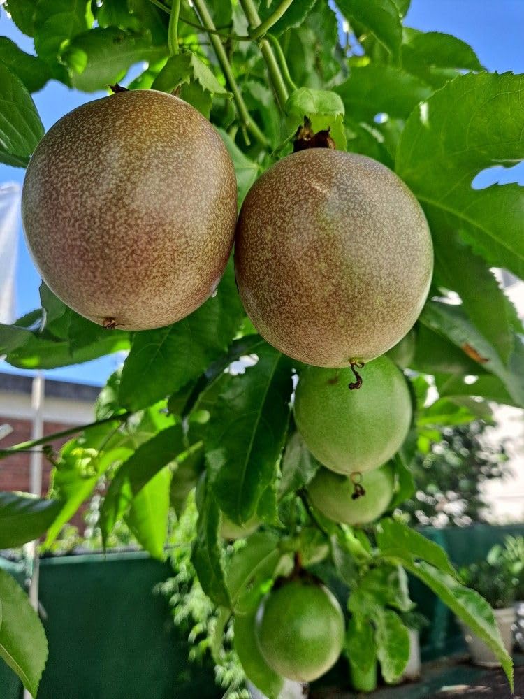 Passion Fruit Plant Live 4-7 Inch, Passionfruit Vine for Outdoor Garden, Tropical Climbing Vine for Trellis, Fence or Backyard Growing (High Yield Passionfruit)