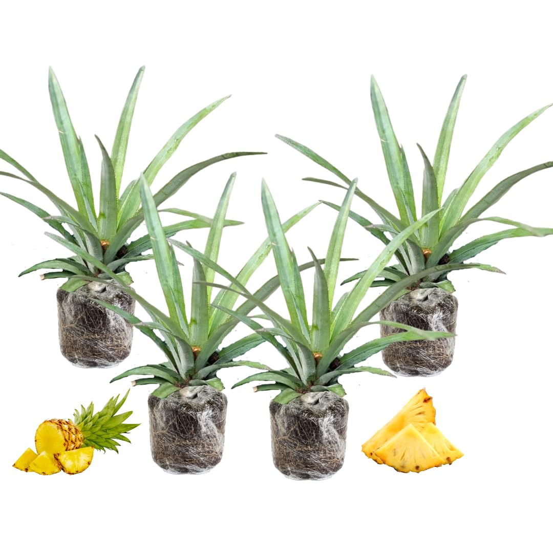 4 Sugarloaf Pineapple Fruit Trees Live Plants, Pineapple Seedlings for Backyard Gardening, Pineapple Plants Live