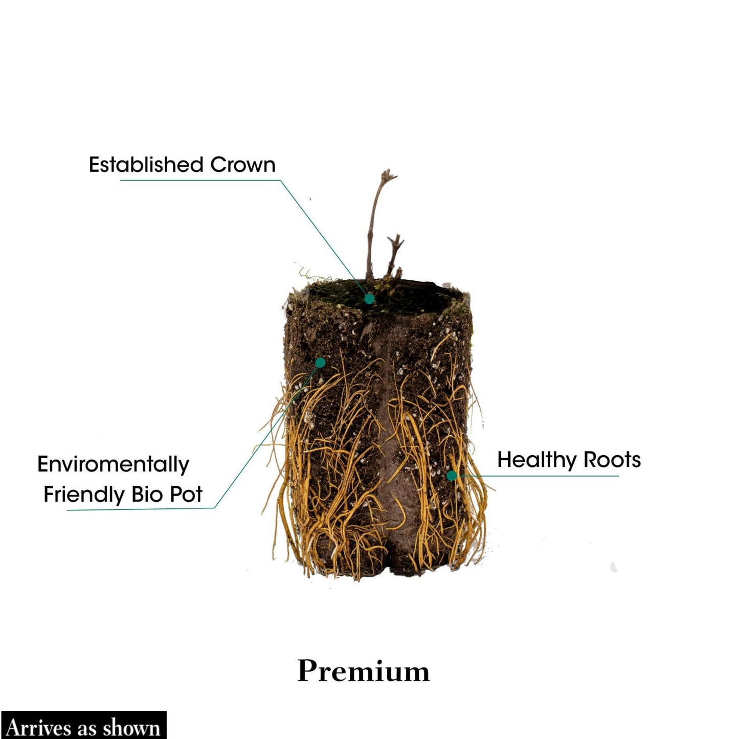 Direct Gardening Crimson Blush Raspberry Bush Dormant Bare Root Fruit Bearing Starter Plant