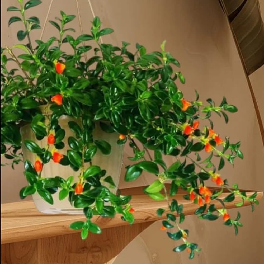Trailing Goldfish Plant Live in 4" Pot, Tropical Houseplant for Hanging Baskets, Indoor Live Plant with Bright Blooms