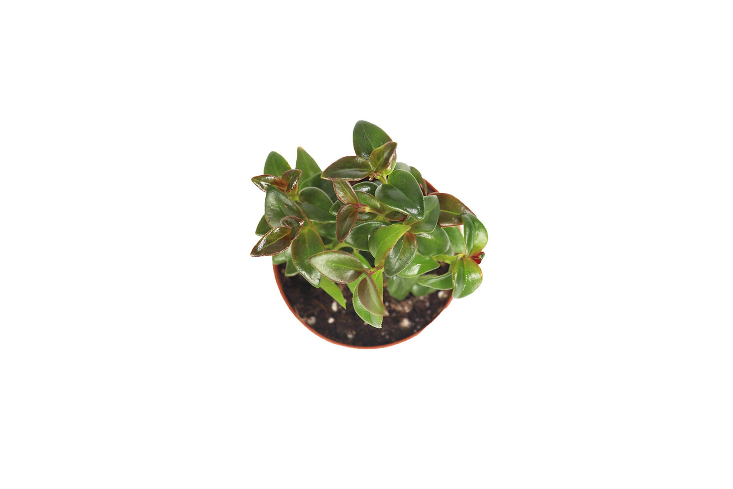 Black Goldfish Plant-2'' from California Tropicals
