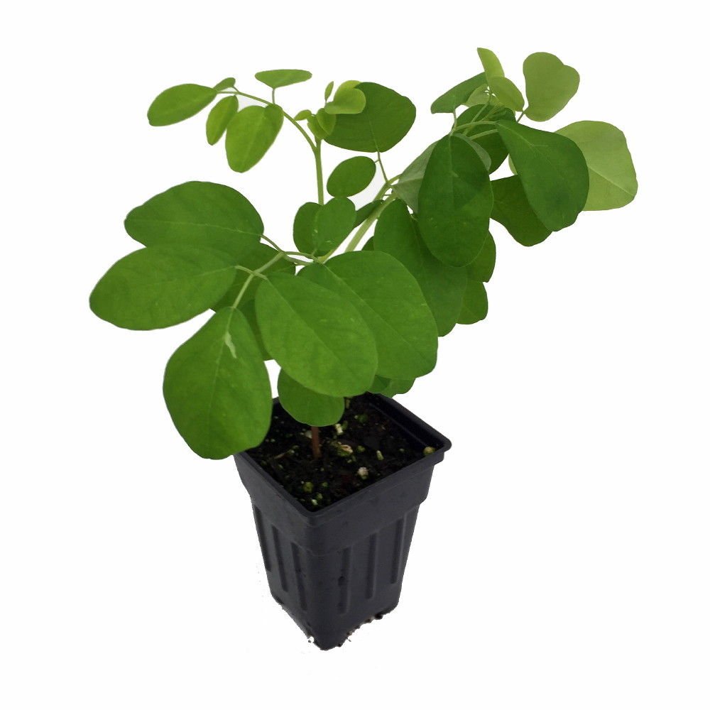The Tree of Life - Moringa - Horseradish Tree - Drumstick Tree - 3" Pot