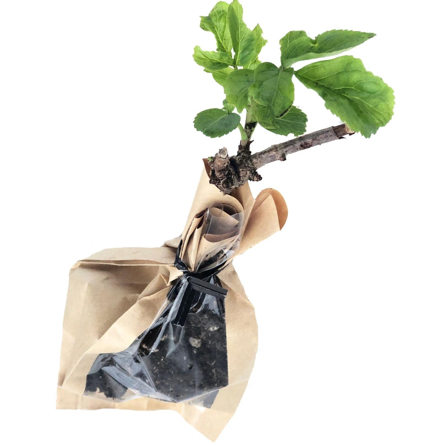 Smoke Camp Crafts Organic Elderberry Stake (Sambucus Canadensis) Perennial Elderberry Bush Starter Plant