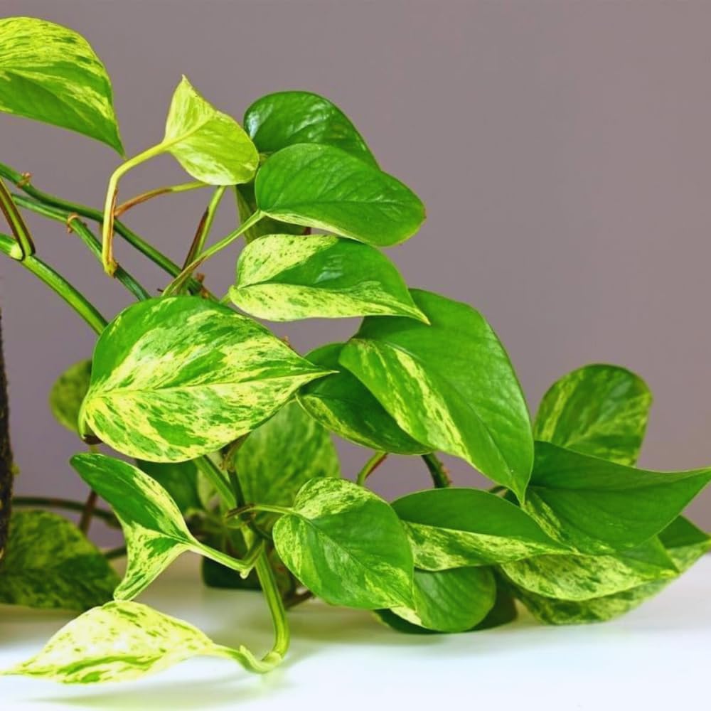 Golden Pothos Plant Live in 4 in Potted, House Plant for Growing, Pothos Live Plant Pot