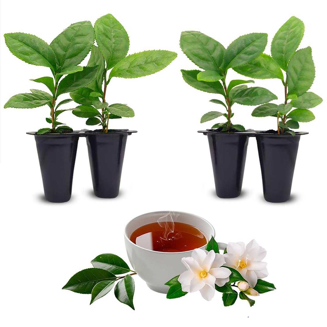 Camelia Tea Plant (4 Pack) | Real Live Plant for Sale | Perfect for Tea Lovers | Hardy and Easy to Grow for Planting | Grow Organic Tea Leaves at Home | Great for Indoor or Outdoor Gardens