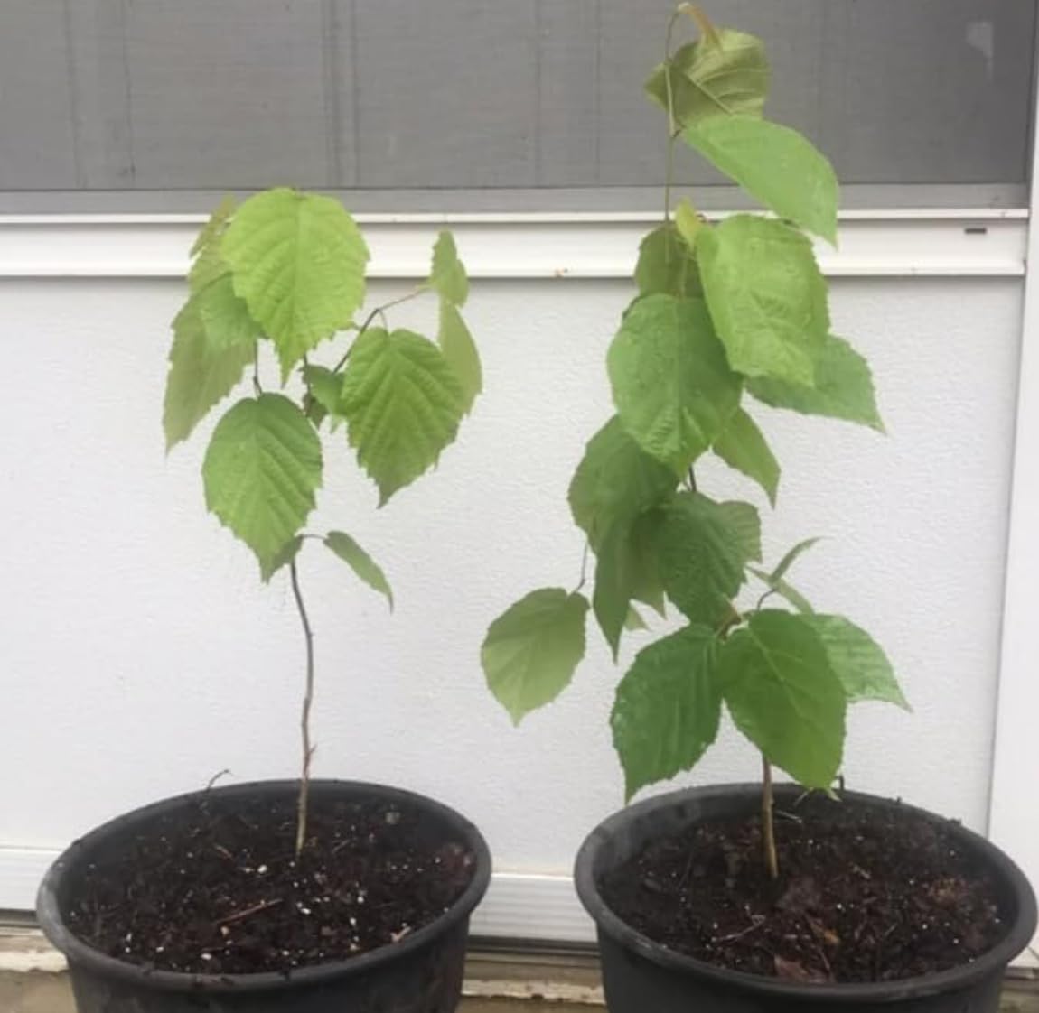 American Hazelnut Tree - 6-12" Tall Live Plant - 4" Pot - Filbert Nut Tree - Corylus Americana
