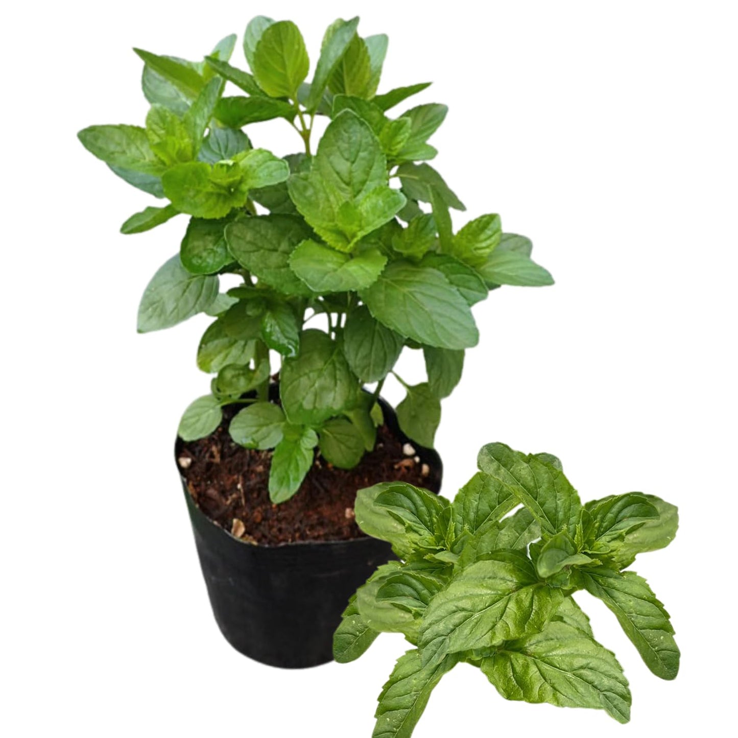 6 Mojito Mint Live Herb Plants, 3–6 Inches Tall, Fragrant Mint Plants for Indoor Outdoor Garden, Patio, and Culinary Growing