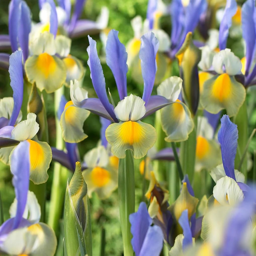 Votaniki Montecito & Miss Saigon Iris Mix Bulbs - Perennial Dutch Iris, Fragrant Blooms | Spring Flowering 15x Montecito and 15x Miss Saigon Iris Bulbs - Easy to Grow (30 Pack)