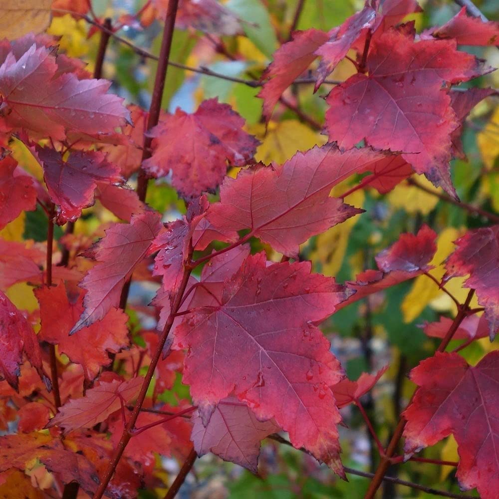 Brandywine Red Maple - 1 Gallon Pot Established Roots - Acer rubrum, Fast Growing Tree, Shade Tree