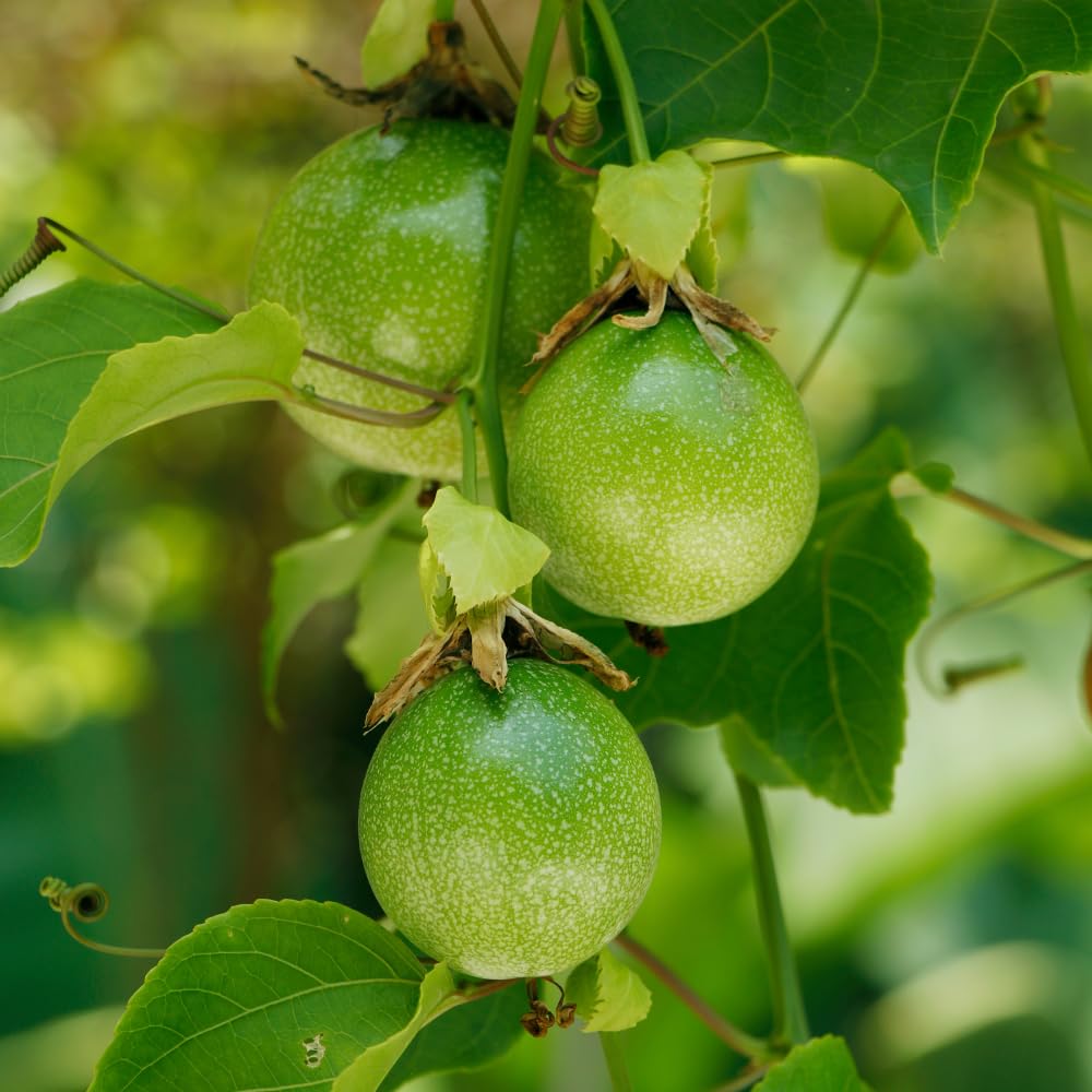 Set 2 Yellow Passion Fruit Plants Live, Passionfruit Live Plant, 4'' Tall