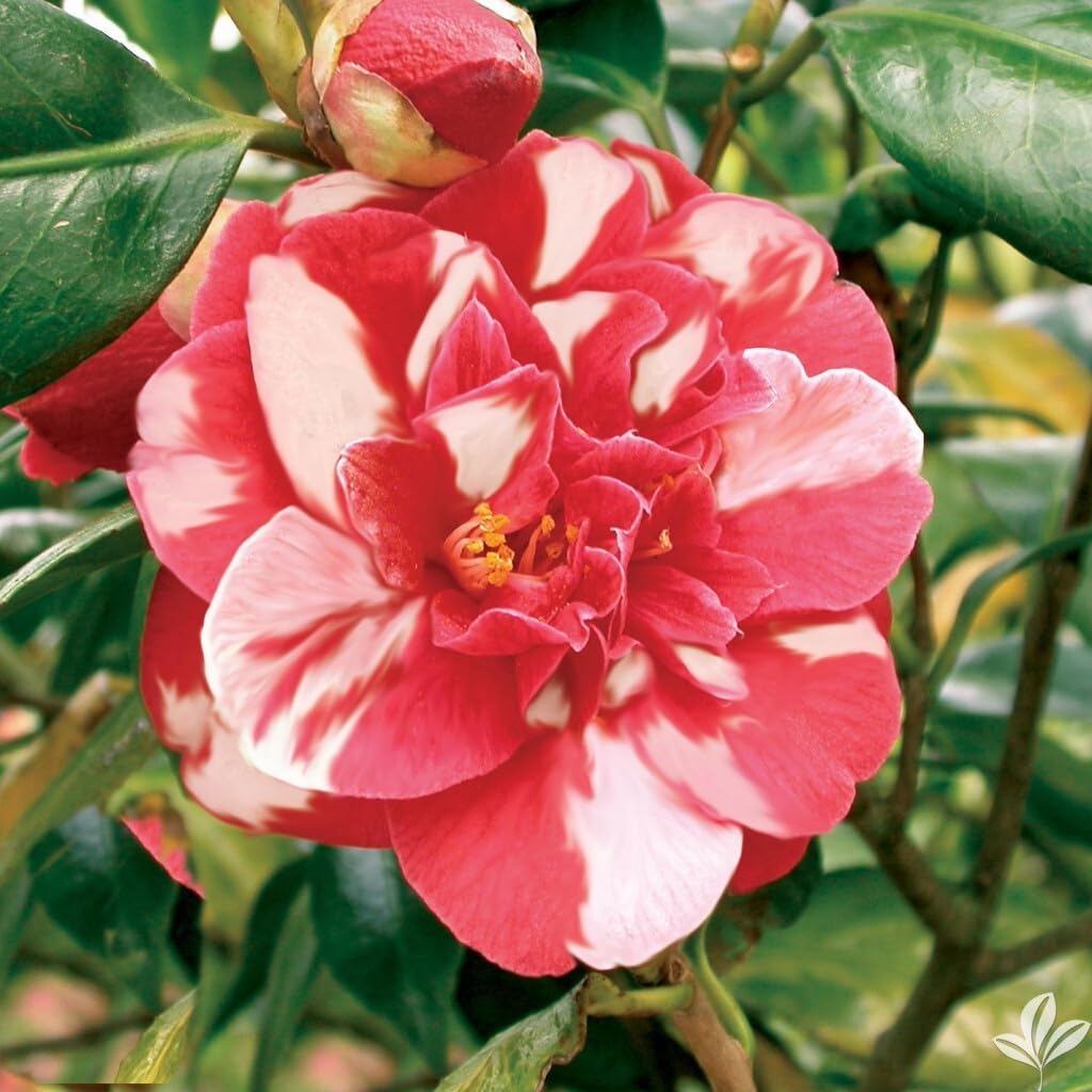 Live Plant - Emmett Pfingstiunique Bloom Camellia Japonica-Live Starter Plant