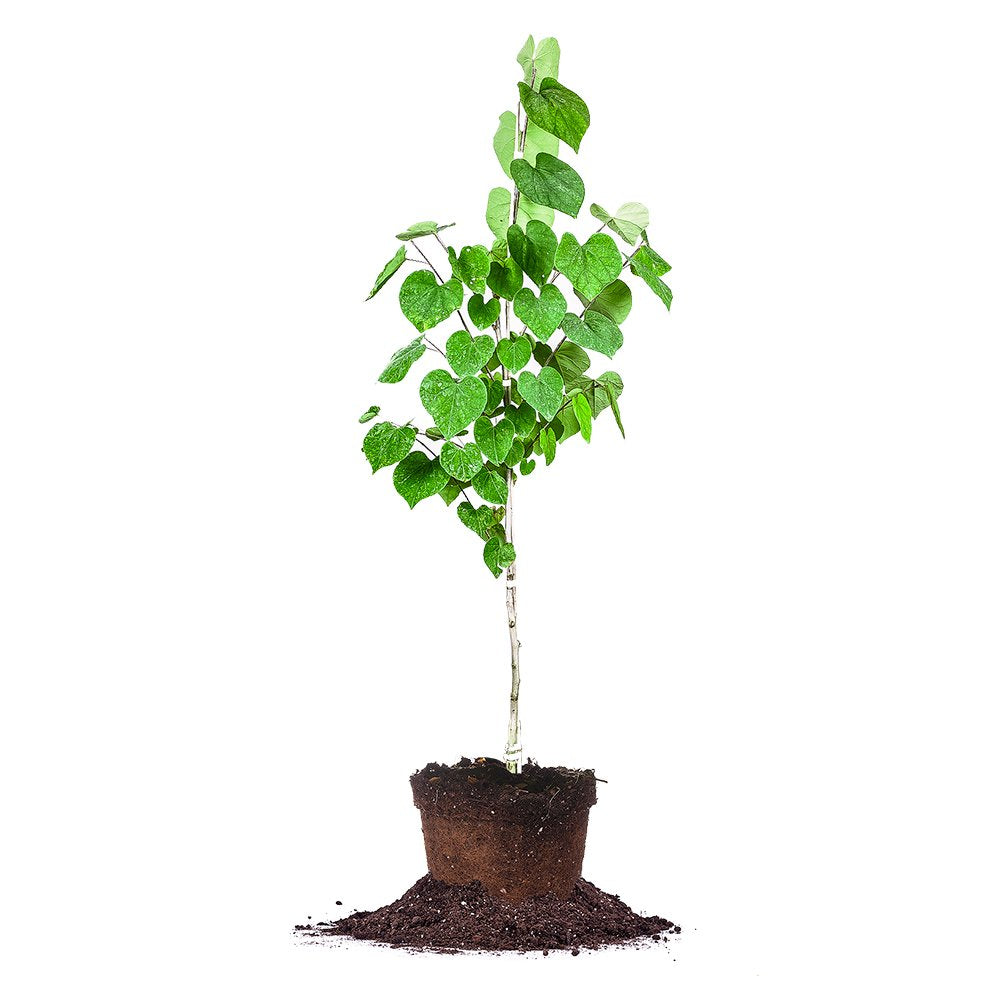 Eastern Redbud - Size: 4-5 ft, Live Plant, Includes Special Blend Fertilizer & Planting Guide