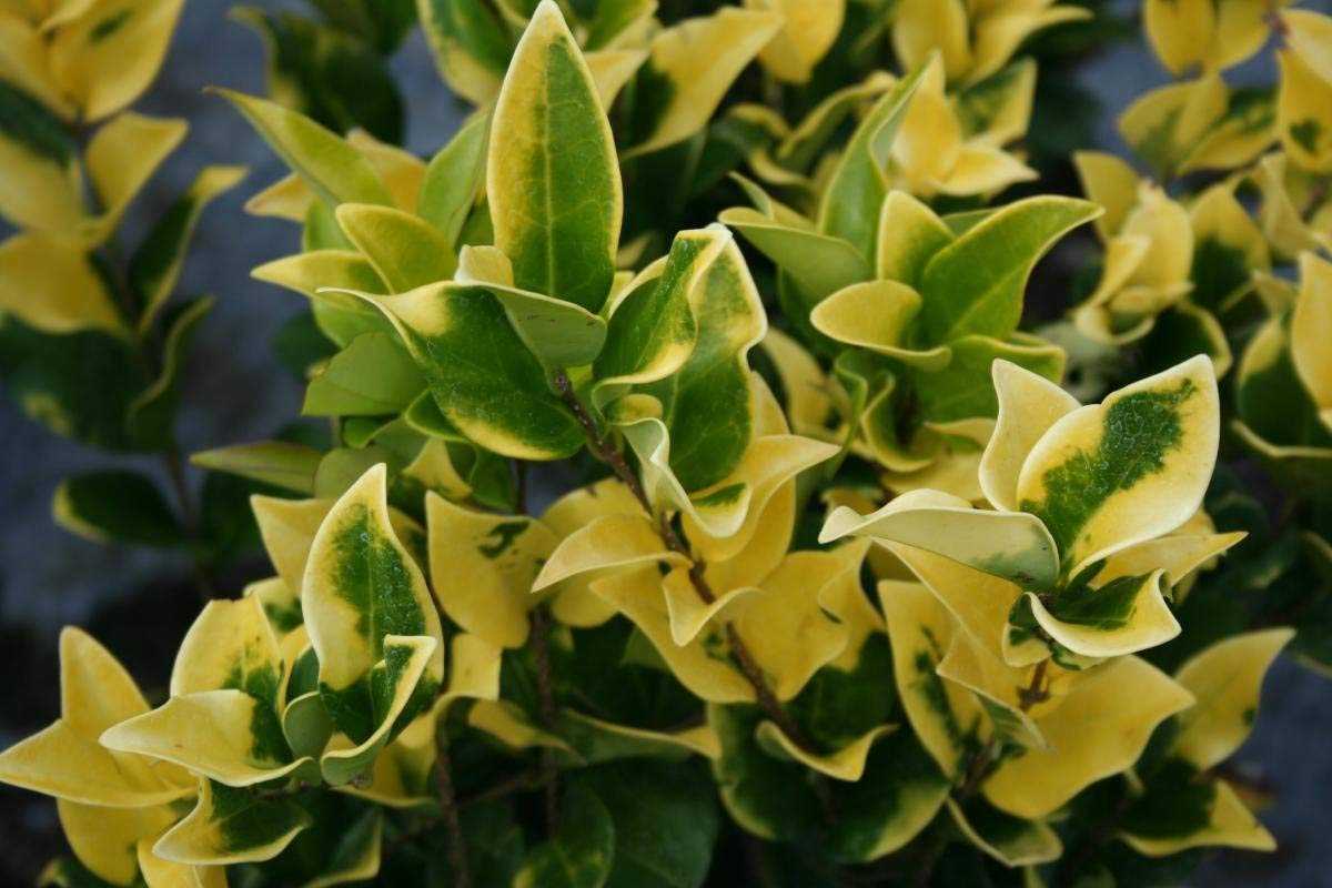 Ligustrum Japonicum Howardi - 10 Live Plants - Privet Howardii - Variegated Evergreen Shrub