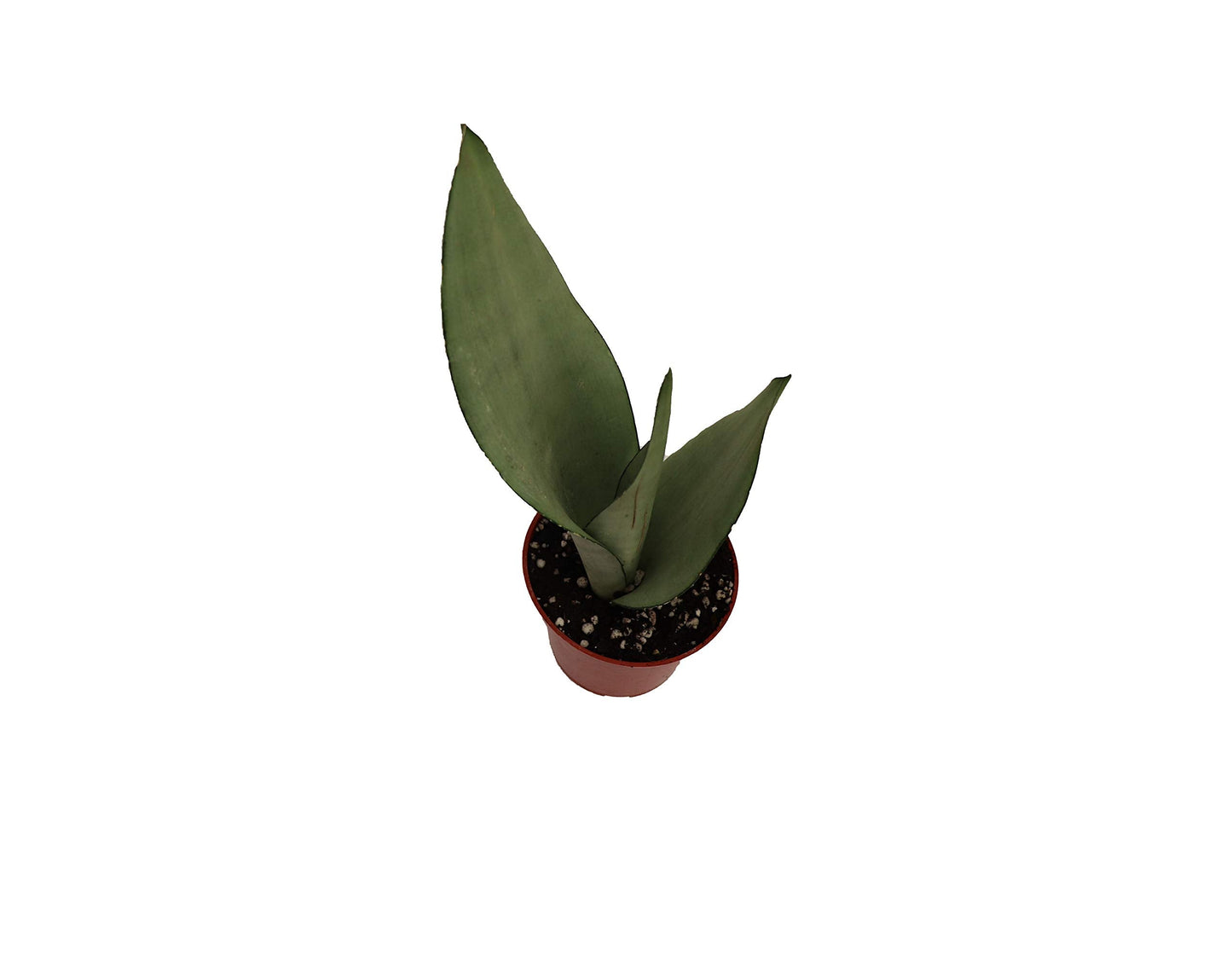 Sansevieria Moonshine (Trifasciata) - 4'' from California Tropicals