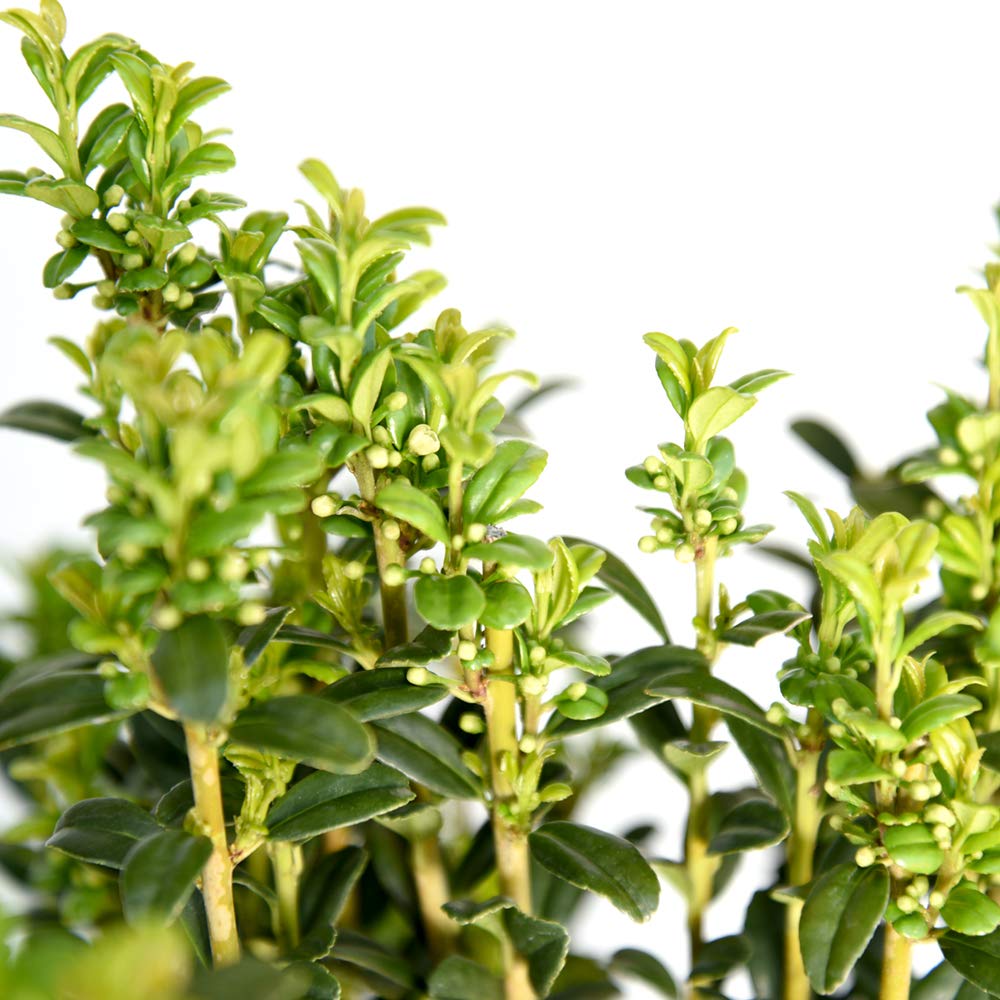 Perfect Plants Sky Pencil Holly Live Plant, 2-3', Includes Care Guide