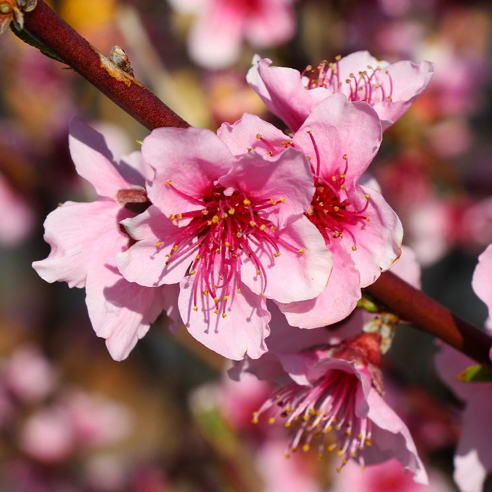 Brighter Blooms - Red Haven Peach Tree, 3-4 ft. - No Shipping to AK, AL, AR, AZ, CA, CO, HI, ID, LA, MS, OR, WA