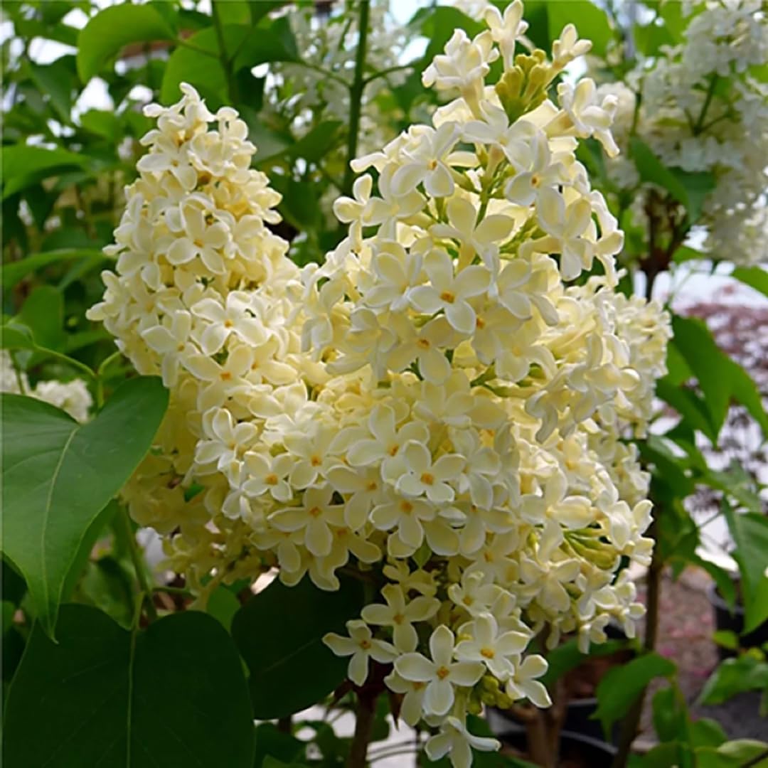 Live Yellow Lilac Plant Fragrant Syringa Flower Starter Plant, 6 to 8 Inch Tall Dormant Well Rooted