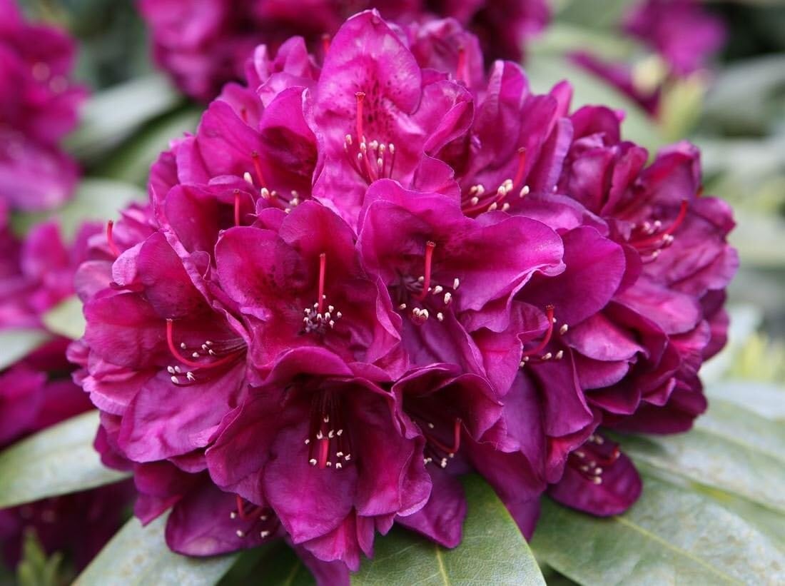 Live Plant - POLARNANCHT RhododendronWell Rooted Starter Plant