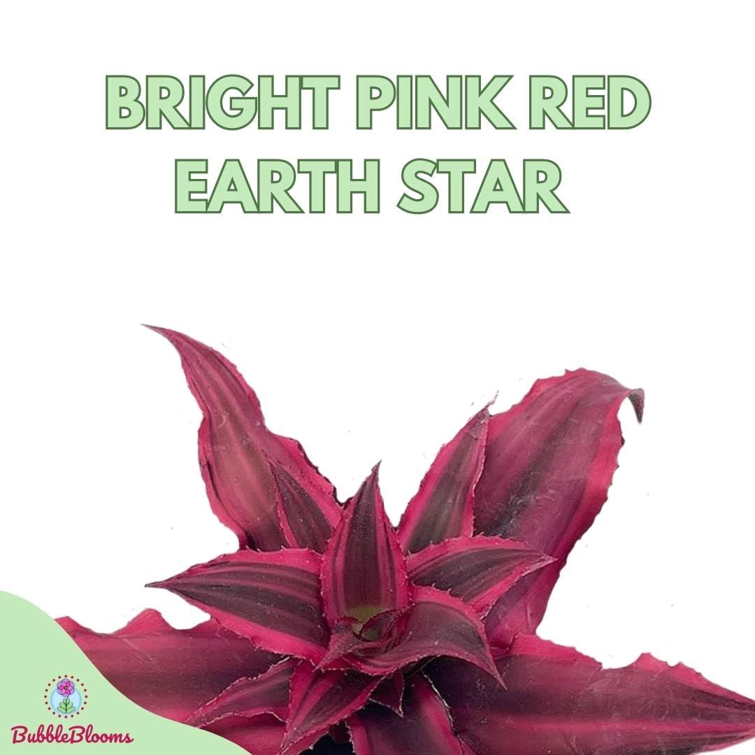 BubbleBlooms Cryptanthus Bivittatus in a 2 inch Pot, Tiny Mini Pixie Plant, Bright Pink