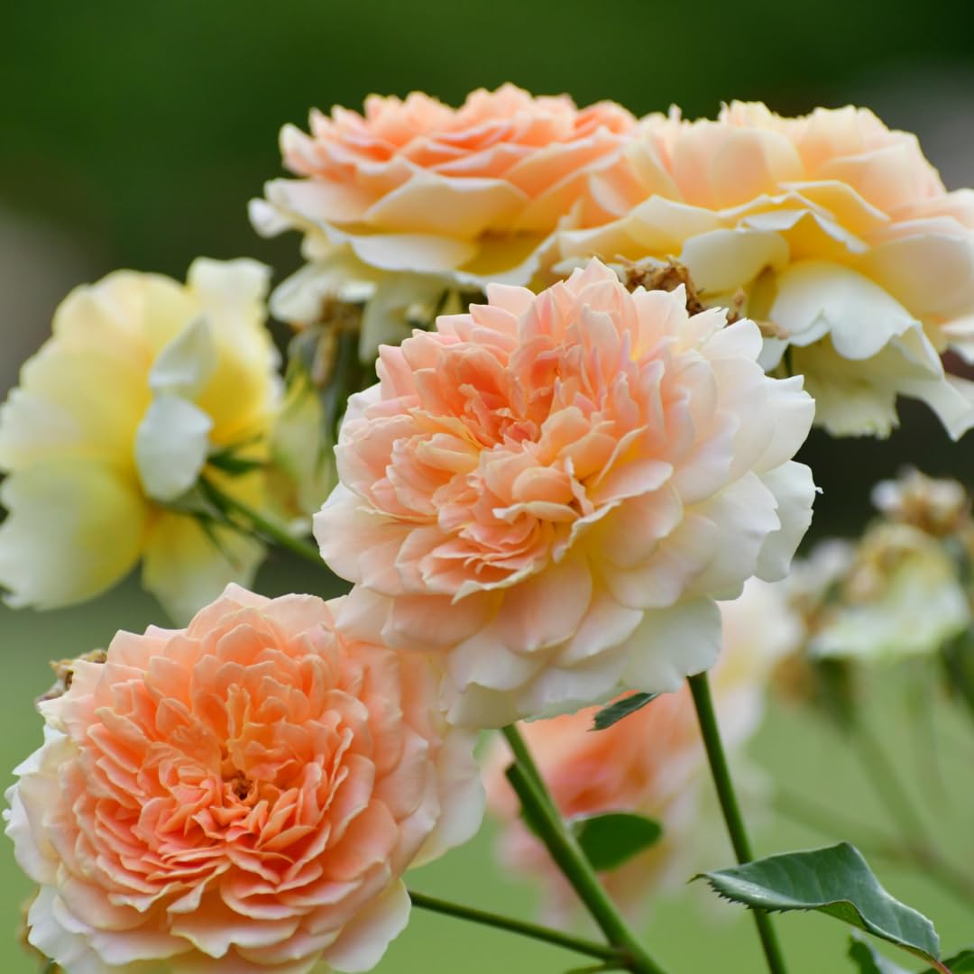 Single Color Random Climbing Rose Live Plant, Fragrant Rose Bush Ready to Plants, Zone 5 to 9, Size 5 to 7 Inches and Bare Root