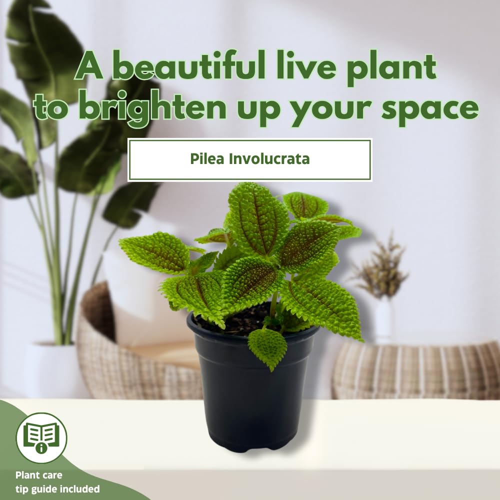 BubbleBlooms Pilea Mollis Moon Valley in a 4 inch Pot Friendship Plant