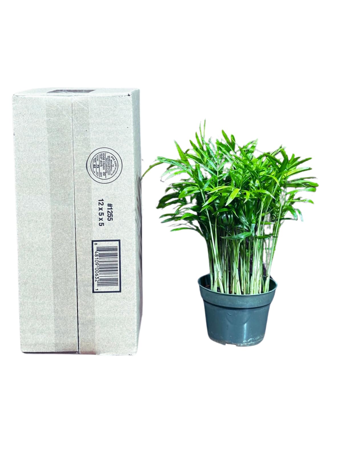 Live Parlor Palm in a 3 inch Nursery Pot - Golden Cane Palm Tree - Air Purifier Plant for Home Decor - Office Gift Indoor Plant
