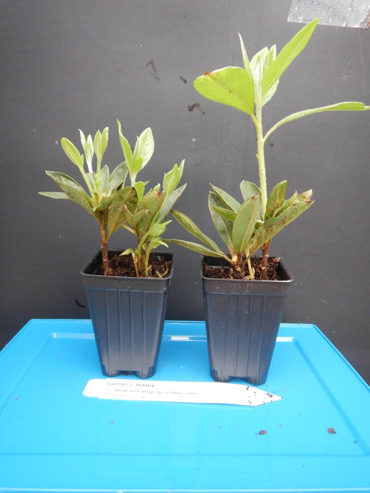 Live Plant - Audrey Marie Azalea Rhododendron Starter Plant White with Purple Stripes