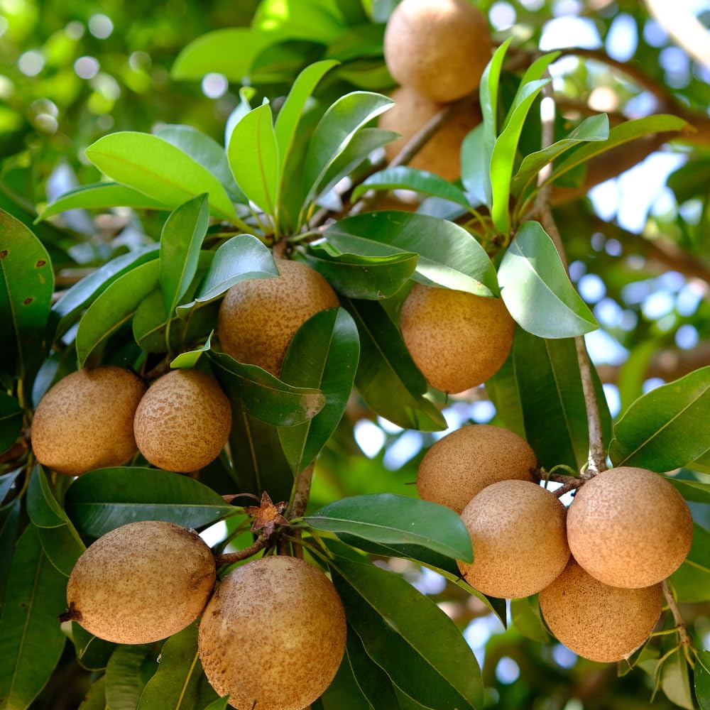 Sapote Tree Live Plant, Sapodilla Live Tropical Fruit Tree, 2 to 3 Feet Height, Ready for Planting in One Gallon Pot