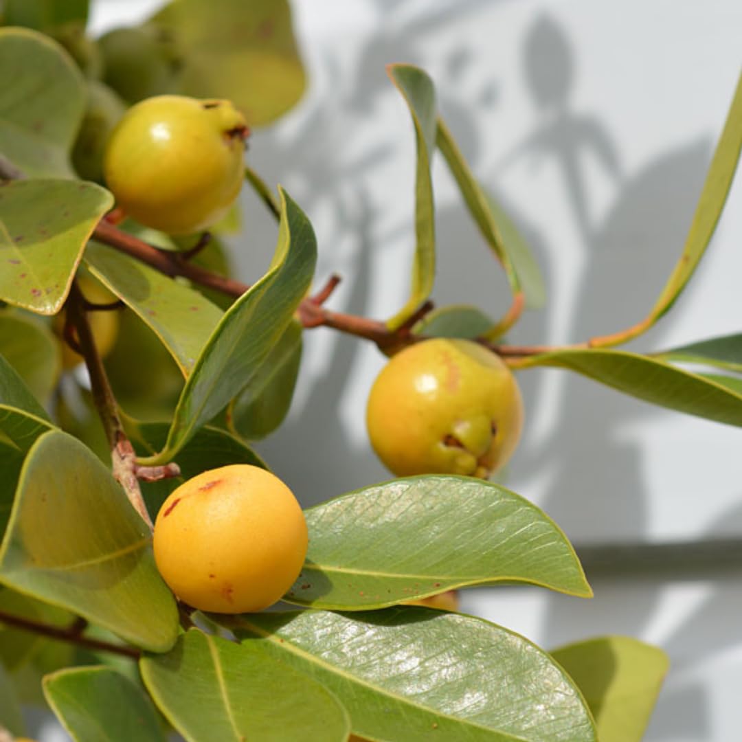2 Rare Small Leaf Guava Trees Live Plants for Outdoor Planting, 4 to 6" Starter Plant, Fragrant and Sweet Guava, Can Train As Bonsai