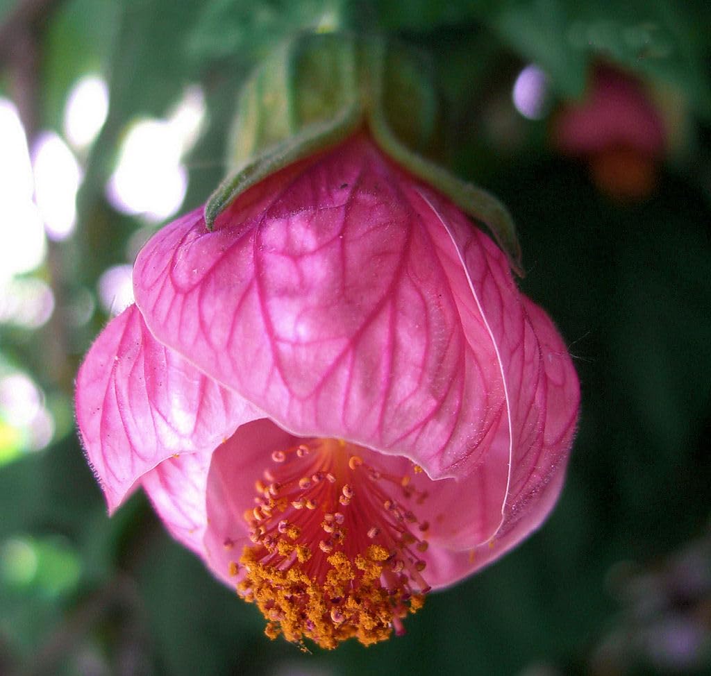 Abutilon Pink Plants | 3 Live Seedlings | Abutilon hybridum | Flowering Maple Shrub | Colorful Ornamental for Patios or Garden Beds