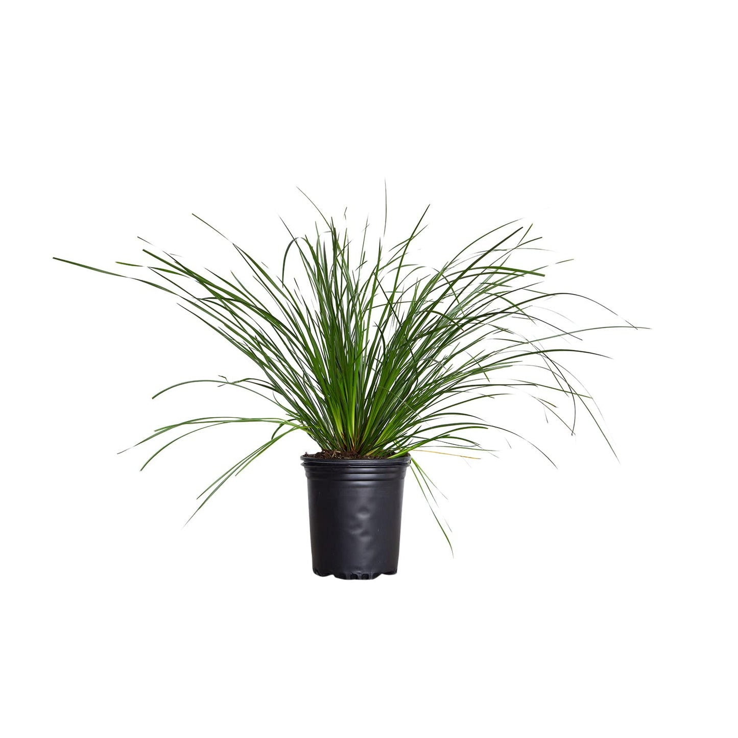 Breeze Lomandra (2.5 Quart) Evergreen Mid-Sized Dwarf Mat Rush Ornamental Grass - Full Sun Zebra Grass