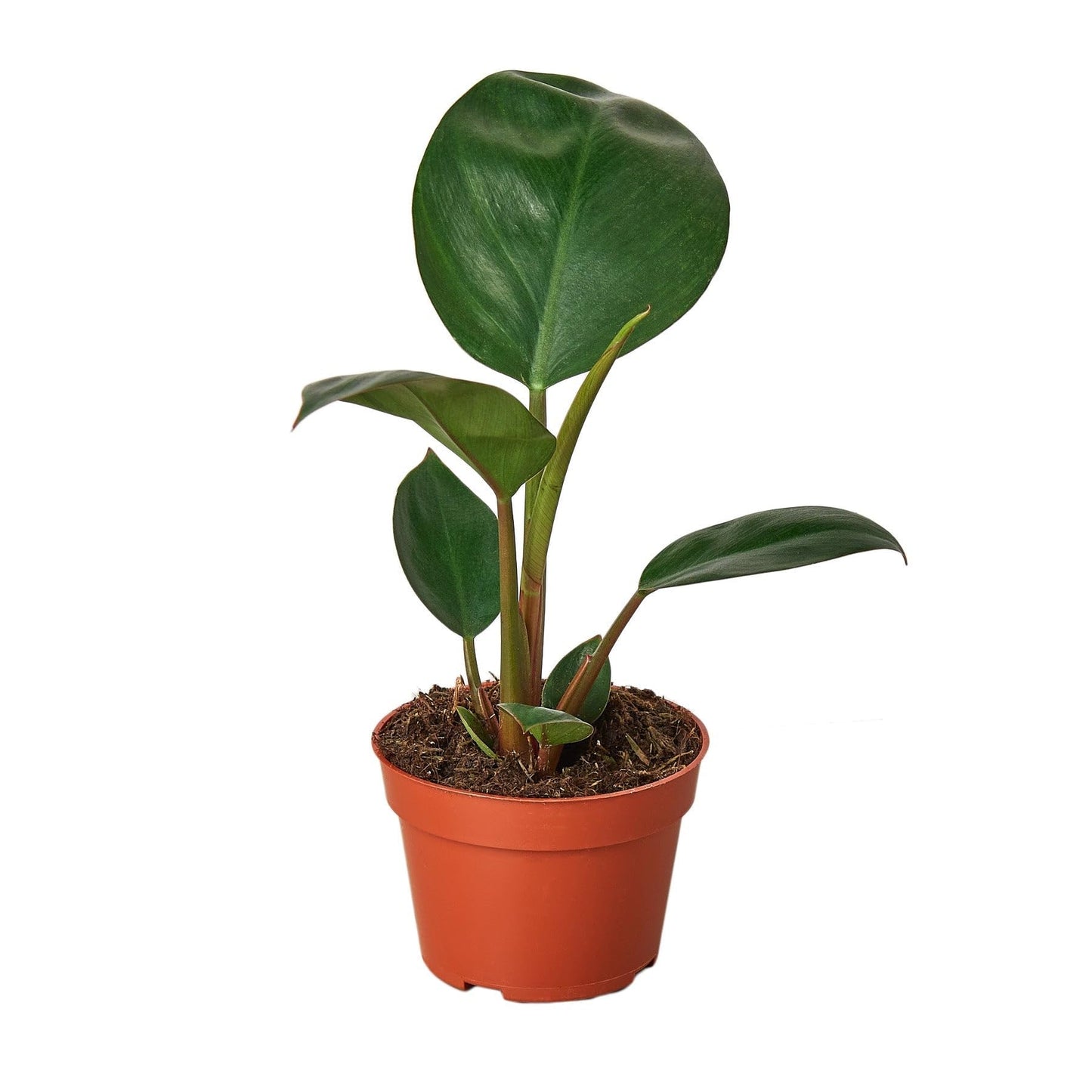 Philodendron 'Congo Rojo' in 4in Pot - Live Plants Tropical Houseplants | Variegated | USA Growers | The Snobby Leaf
