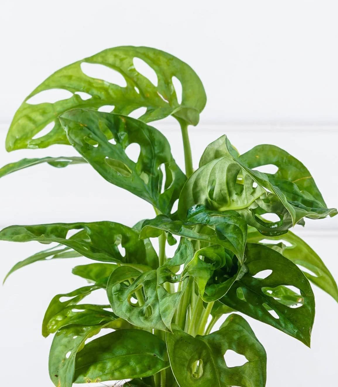 100 Pcs Fresh Monstera Plant Seeds,Exotic Tropical Foliage for Indoor and Outdoor Planting