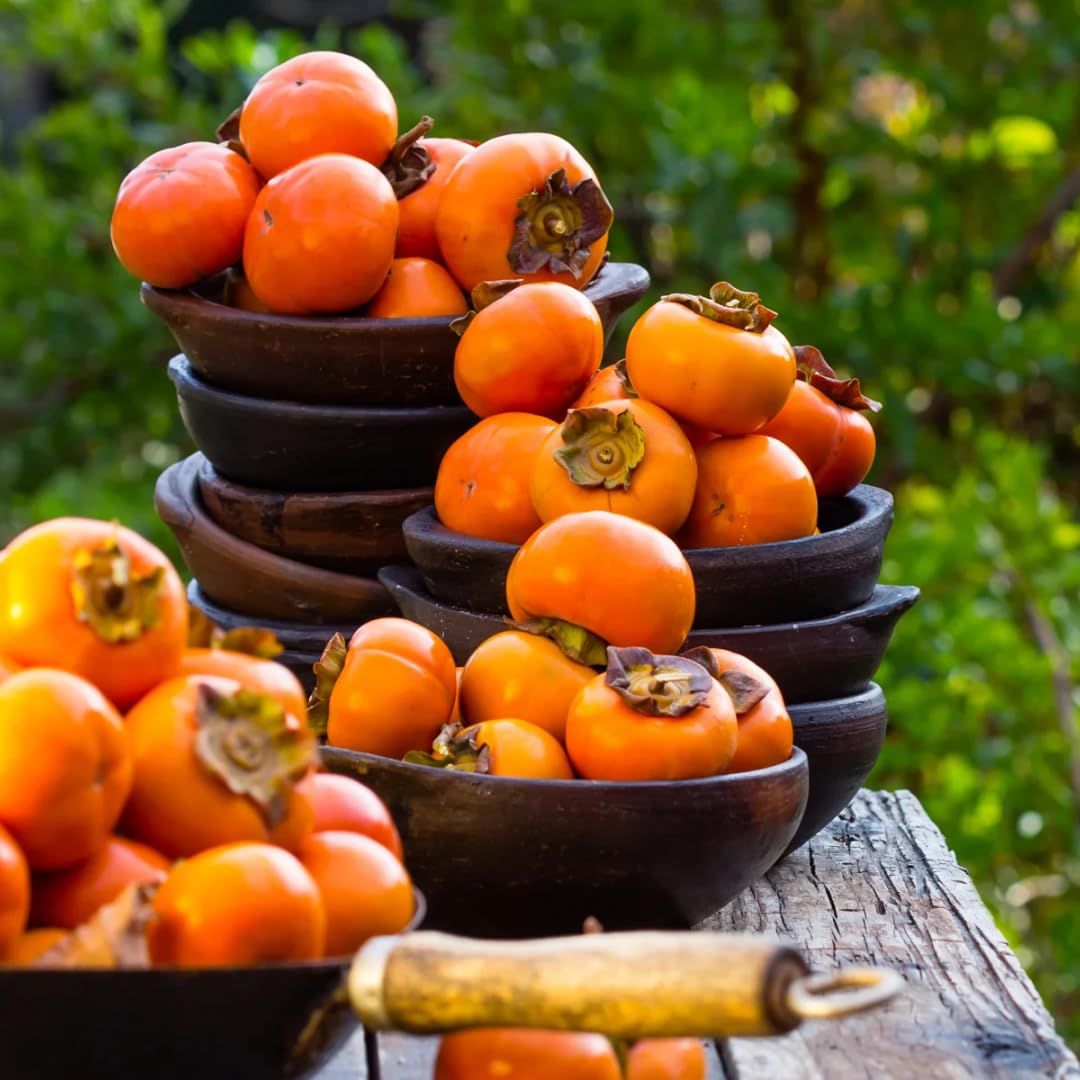 Very Hardy Persimmon Tree Live Plant, Cold Hardy and Sweet American Persimmon, 1 Year Old 6-12" Plant