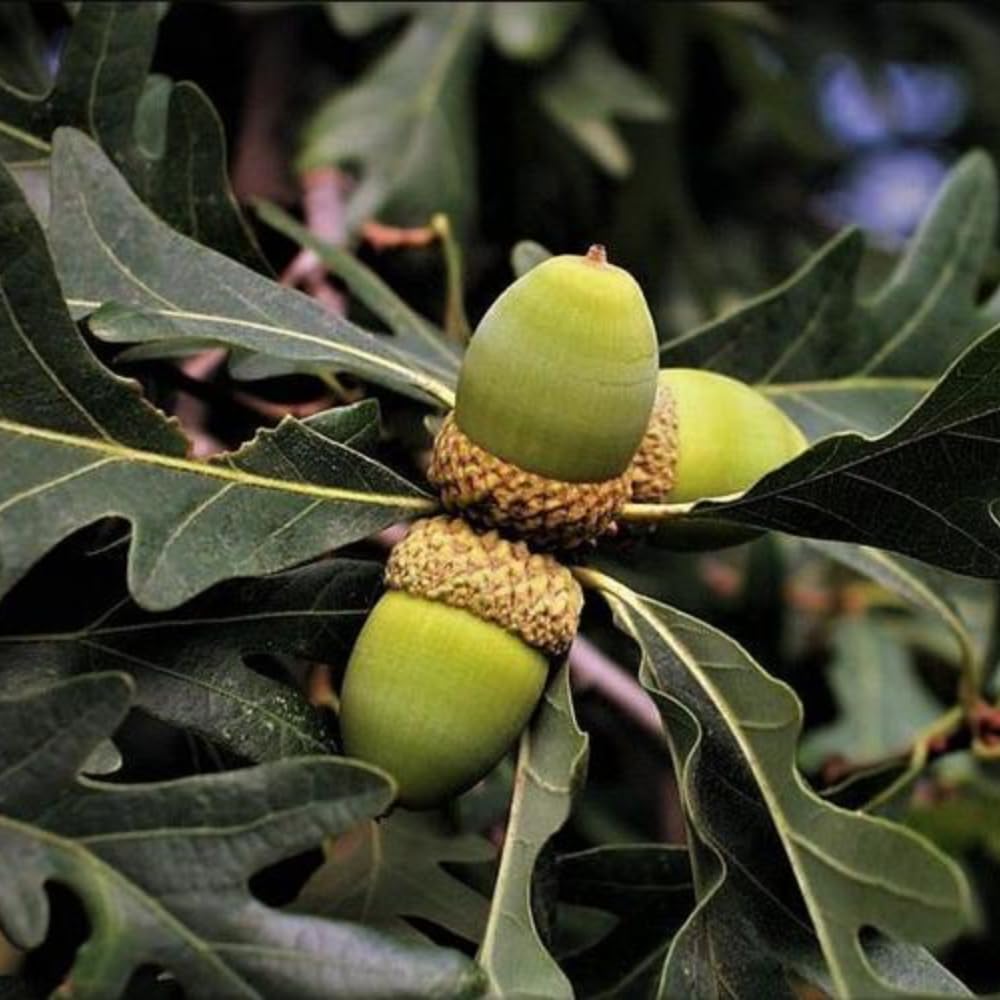 Oak Tree Live Plant, Oak Shades Tree in Quart Pot, Dormant in Winter, 6-12'' Tall, Ready to Grow Seedlings (White Oak)