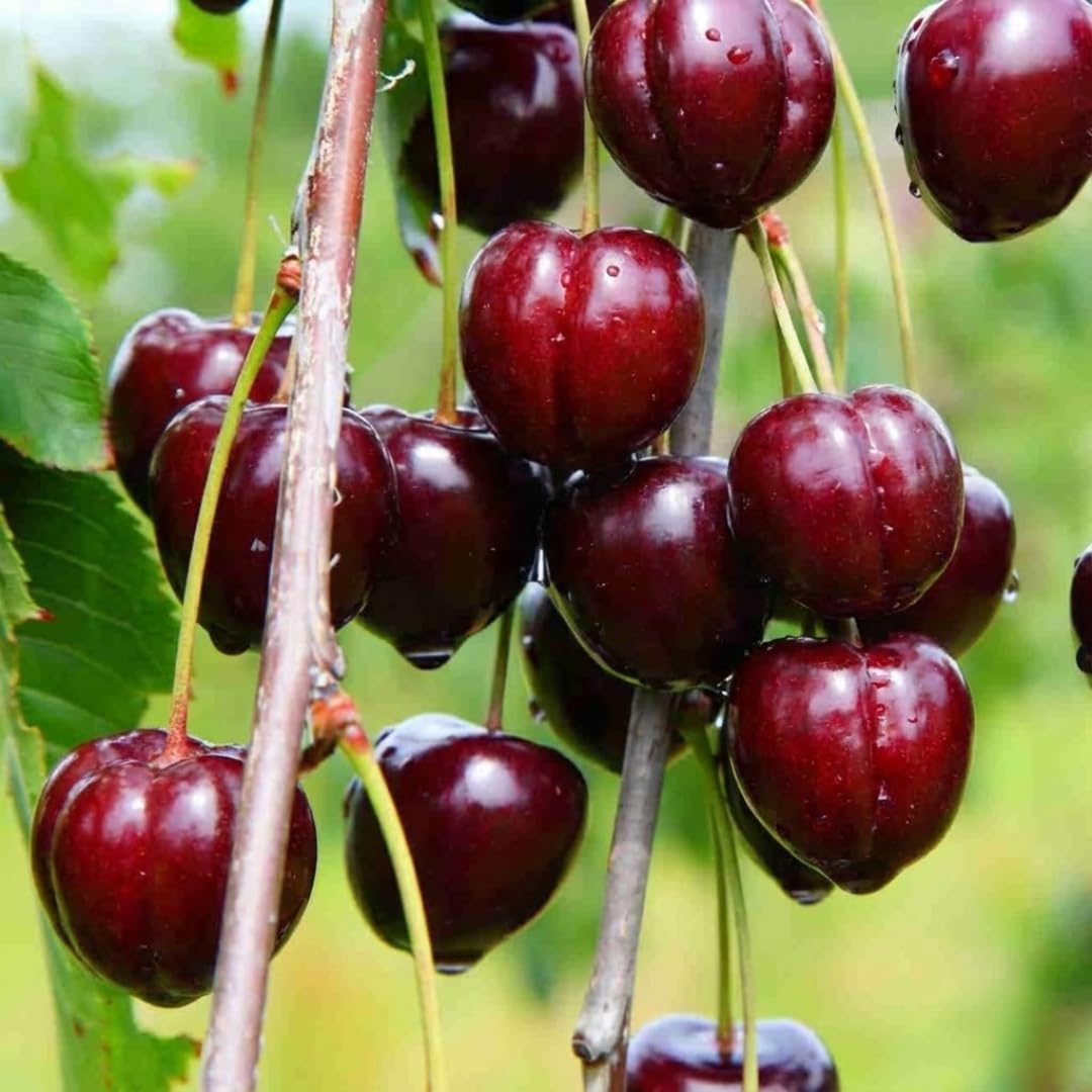 02 Barbados Cherry Tree Live Plant for Planting, 4-7 Inch Tall Fruit Tree, Edible Cherry Tree for Outdoor Garden Growing, Tropical Fruit Plant