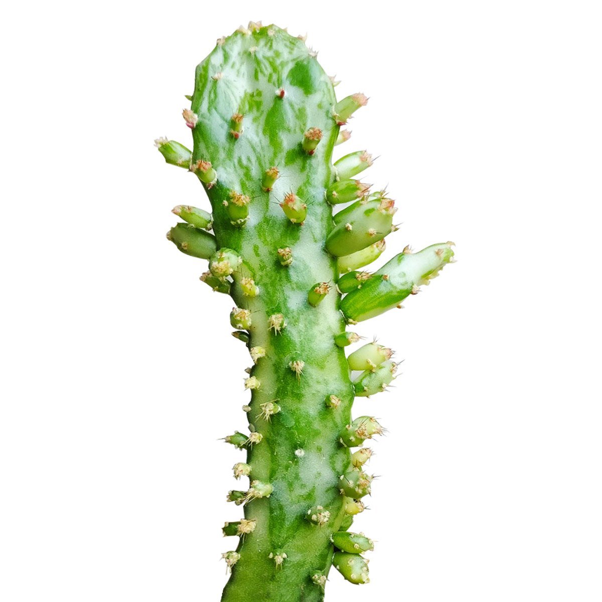 Variegated Joseph's Coat Cactus (2 inch)