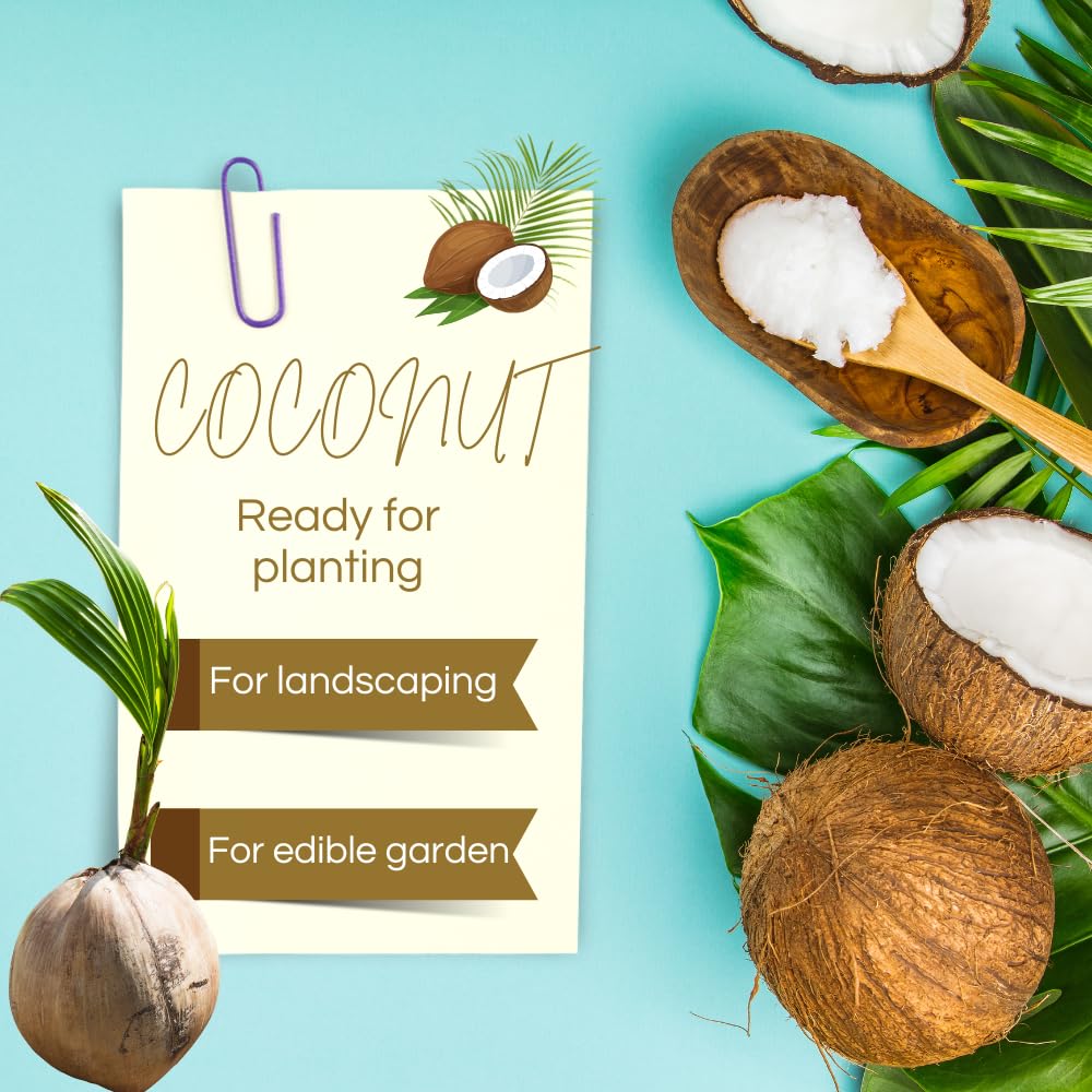 Yellow Coconut Tree Live Plants, Live Sprouted Coconut for Edible Gardening, Sweet Tropical Fruit Tree for Zones 10-11, 6-8 Inch Tall