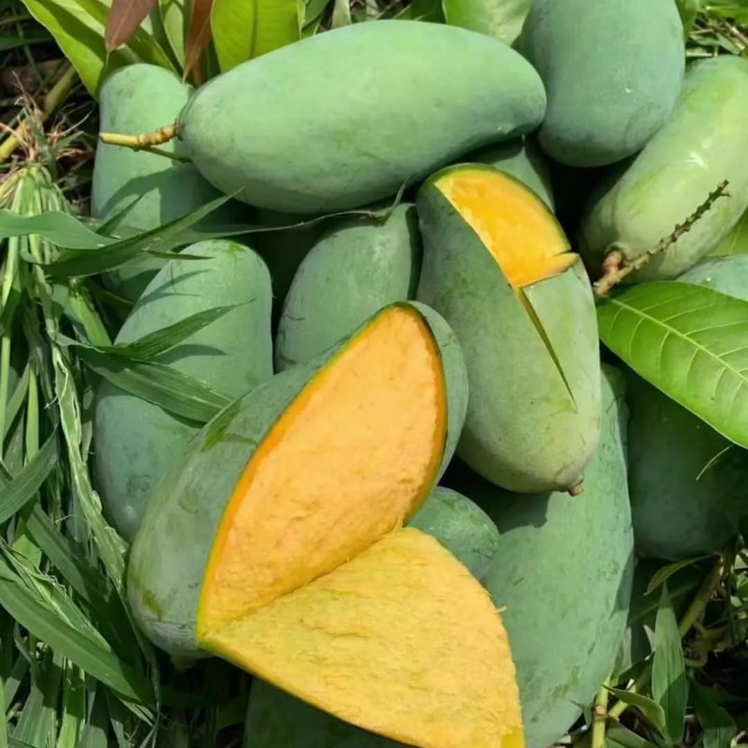 3pcs Mango Tree Seeds for Planting – Fast-Growing Tropical Fruit Seeds – Indoor/Outdoor Garden