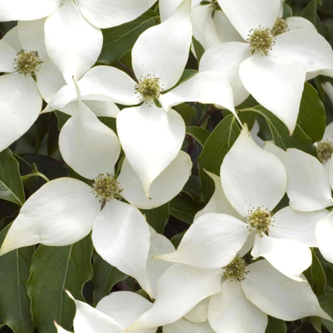 White Kousa Dogwood Flowering Trees Live Plants Shrubs, Quart Pot Size 6-12" Tall Dogwood Tree Bush for Planting Outside