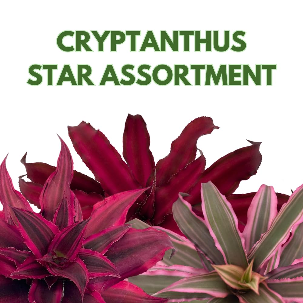 BubbleBlooms Cryptanthus bivittatus Assortment, Earth Star Bromeliad Set, 3 Different Succulents