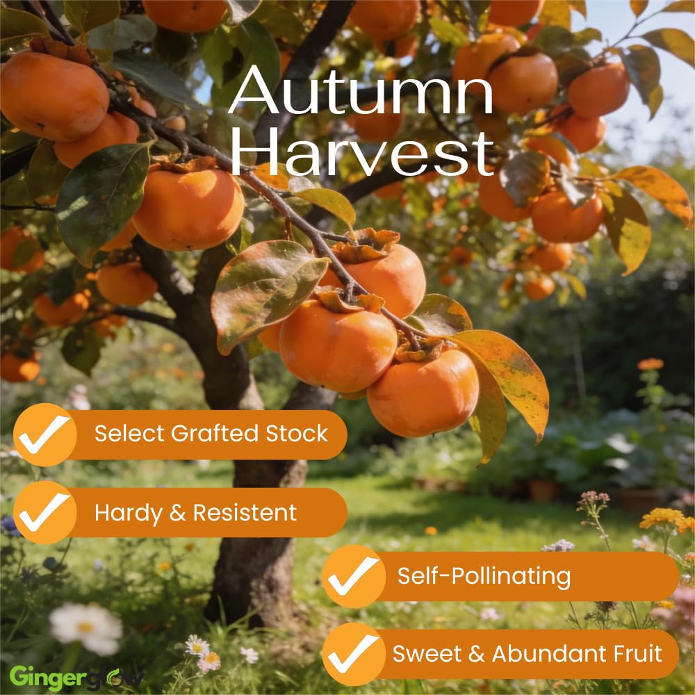 (No Ship to CA) 4 Persimmon Tree Live Bare Root Seedlings | | 1-2ft Tall | Cold-Hardy North American Native Fruit Tree | Well-Rooted Plants for Home Garden | Dormant Plant