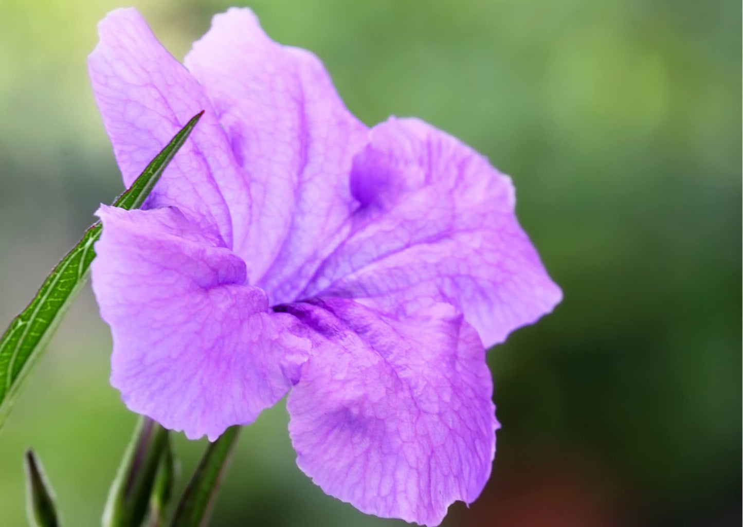 6 Mexican Petunia Plant Live, Ruellia Brittoniana Perennial 5 to 7 Inches Tall Ship Bareroots